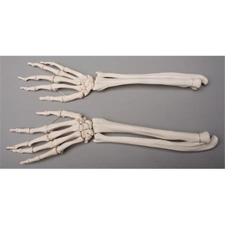 Skeletons And More Skeletons and More SM372D Forearms  Left and Right SM372D